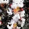 Black Diamond Pure White Crape Myrtle - 3 Gallon Pot 1 Black Diamond Pure White Crape Myrtle - 3 Gallon Pot -Outdoor Garden Store Crape Myrtle Black Diamond Pure White 500x750 1