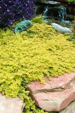 Golden Creeping Jenny - Lysimachia Nummularia Aurea - 18 Pack Of Pint Pots -Outdoor Garden Store Creeping Jenny 20