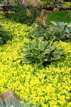 Golden Creeping Jenny - Lysimachia Nummularia Aurea - 18 Pack Of Pint Pots -Outdoor Garden Store Creeping Jenny 21