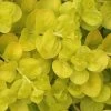Golden Creeping Jenny (Lysimachia Nummularia 'Aurea') - 5 Pack Of Quart Pots -Outdoor Garden Store Creeping Jenny 22 1