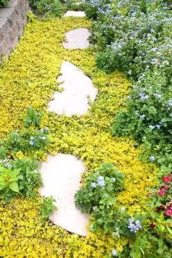 Golden Creeping Jenny - Lysimachia Nummularia Aurea - 18 Pack Of Pint Pots -Outdoor Garden Store Creeping Jenny 25