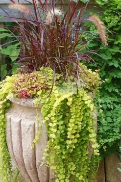 Golden Creeping Jenny (Lysimachia Nummularia 'Aurea') - 5 Pack Of Quart Pots -Outdoor Garden Store Creeping Jenny 26 1