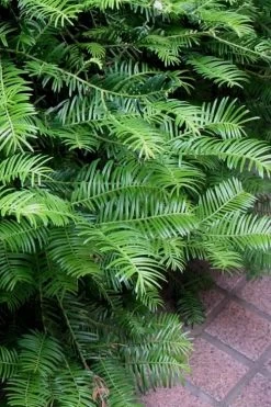 Creeping Japanese Plum Yew (Cephalotaxus Harringtonia 'Prostrata') - 3 Gallon Pot -Outdoor Garden Store Creeping Yew 101
