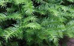 Creeping Japanese Plum Yew (Cephalotaxus Harringtonia 'Prostrata') - 3 Gallon Pot -Outdoor Garden Store Creeping japanese Plum Yew 1