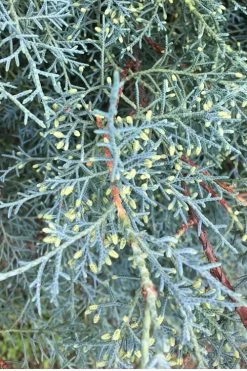 Carolina Sapphire Arizona Cypress - 7 Gallon Pot (4-5') 13 Carolina Sapphire Arizona Cypress - 7 Gallon Pot (4-5') -Outdoor Garden Store Cypress Carolina Sapphire 23 1