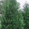 Leyland Cypress - 1 Gallon Pot 1 Leyland Cypress - 1 Gallon Pot -Outdoor Garden Store Cypress Leyland Rev 500x750 1