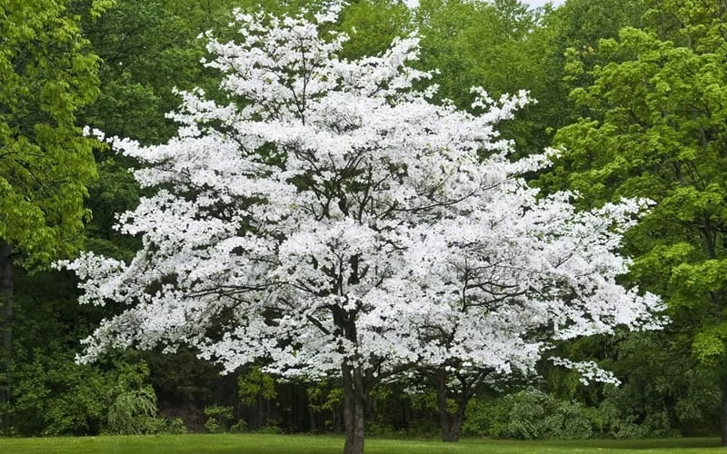 Jean's Appalachian Snow White Dogwood Tree - 3 Gallon Pot 7 Jean's Appalachian Snow White Dogwood Tree - 3 Gallon Pot - Image 5