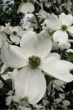 Jean's Appalachian Snow White Dogwood Tree - 3 Gallon Pot 14 Jean's Appalachian Snow White Dogwood Tree - 3 Gallon Pot -Outdoor Garden Store Dogwood Cherokee Princess 500x750 1