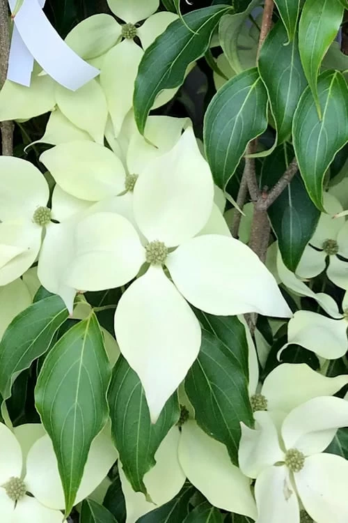 Greensleeves Dogwood (Cornus Kousa) - 1 Gallon Pot 9 Greensleeves Dogwood (Cornus Kousa) - 1 Gallon Pot - Image 7