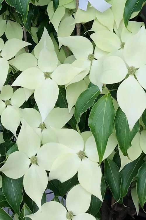 Greensleeves Dogwood (Cornus Kousa) - 1 Gallon Pot 3 Greensleeves Dogwood (Cornus Kousa) - 1 Gallon Pot