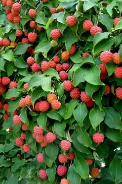 Greensleeves Dogwood (Cornus Kousa) - 1 Gallon Pot 13 Greensleeves Dogwood (Cornus Kousa) - 1 Gallon Pot -Outdoor Garden Store Dogwood GreenSleeves Berries 10