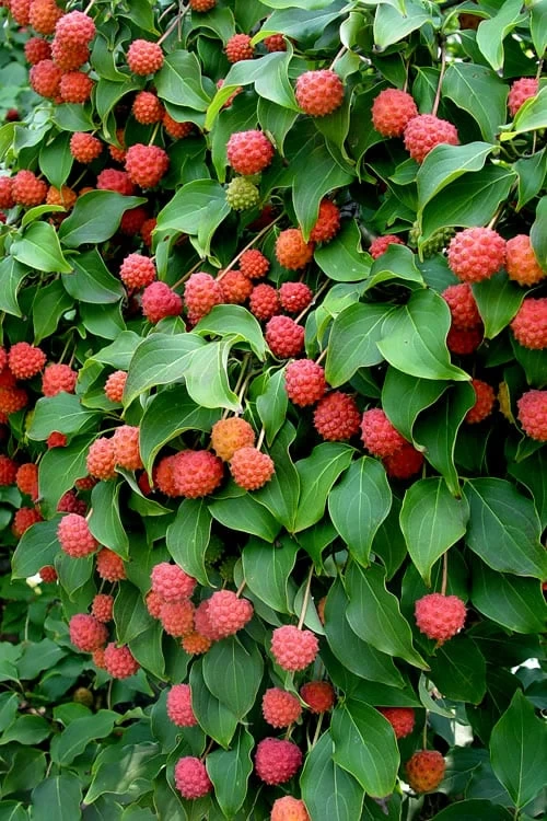 Greensleeves Dogwood (Cornus Kousa) - 1 Gallon Pot 7 Greensleeves Dogwood (Cornus Kousa) - 1 Gallon Pot - Image 5