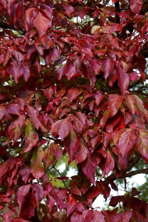Greensleeves Dogwood (Cornus Kousa) - 1 Gallon Pot 8 Greensleeves Dogwood (Cornus Kousa) - 1 Gallon Pot - Image 6