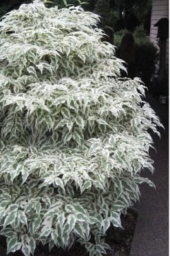 Summer Fun Variegated Dogwood - Cornus Kousa - 5 Gallon Pot (2-3') 13 Summer Fun Variegated Dogwood - Cornus Kousa - 5 Gallon Pot (2-3') -Outdoor Garden Store Dogwood Summer Fun 1