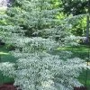 Summer Fun Variegated Dogwood - Cornus Kousa - 5 Gallon Pot (2-3') 2 Summer Fun Variegated Dogwood - Cornus Kousa - 5 Gallon Pot (2-3') -Outdoor Garden Store Dogwood Summer Fun 3