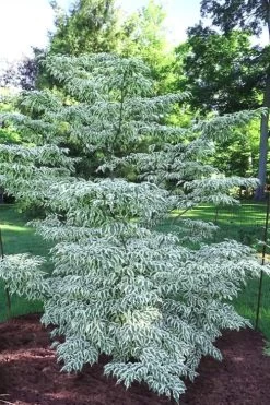 Summer Fun Variegated Dogwood - Cornus Kousa - 5 Gallon Pot (2-3')