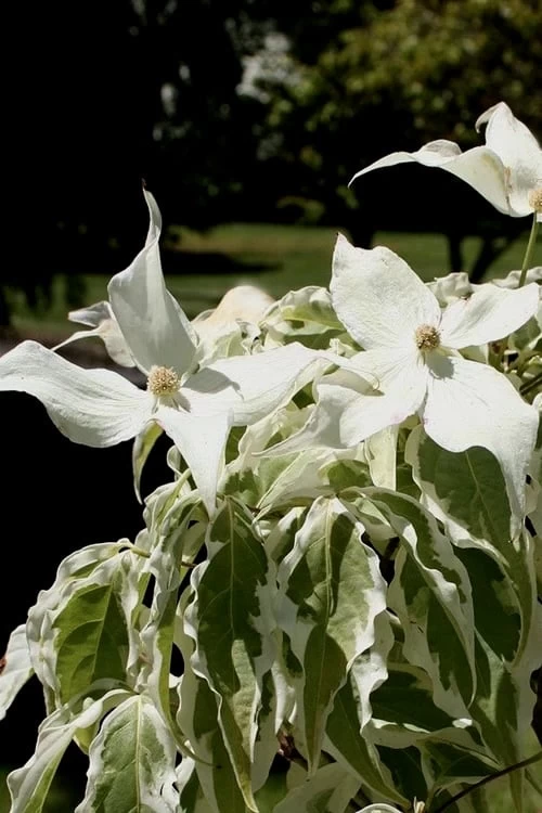 Summer Fun Variegated Dogwood - Cornus Kousa - 5 Gallon Pot (2-3') 9 Summer Fun Variegated Dogwood - Cornus Kousa - 5 Gallon Pot (2-3') - Image 7