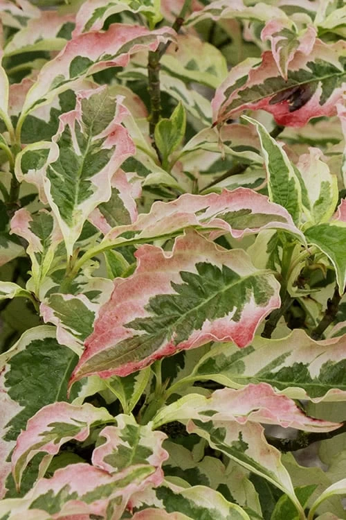Summer Fun Variegated Dogwood - Cornus Kousa - 5 Gallon Pot (2-3') 6 Summer Fun Variegated Dogwood - Cornus Kousa - 5 Gallon Pot (2-3') - Image 4