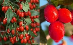 Goji Berry Plant - Lycium Barbarum - 1 Gallon Pot -Outdoor Garden Store Dynamite Goji Berry