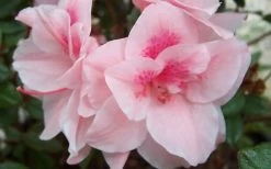 Autumn Belle Encore Azalea - 1 Gallon Pot 9 Autumn Belle Encore Azalea - 1 Gallon Pot -Outdoor Garden Store Encore Azalea Autumn Belle