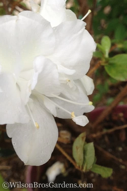 Autumn Moonlight Encore Azalea - 1 Gallon Pot 3 Autumn Moonlight Encore Azalea - 1 Gallon Pot