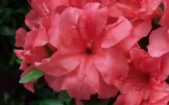 Autumn Princess Encore Azalea - 1 Gallon Pot 9 Autumn Princess Encore Azalea - 1 Gallon Pot -Outdoor Garden Store Encore Azalea Autumn Princess