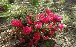 Autumn Ruby Encore Azalea - 1 Gallon Pot 11 Autumn Ruby Encore Azalea - 1 Gallon Pot -Outdoor Garden Store Encore Azalea Autumn Ruby 5
