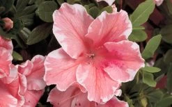 Autumn Sunburst Encore Azalea - 2 Gallon Pot 9 Autumn Sunburst Encore Azalea - 2 Gallon Pot -Outdoor Garden Store Encore Azalea Autumn Sunburst 5