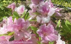 Autumn Sweetheart Encore Azalea - 1 Gallon Pot 9 Autumn Sweetheart Encore Azalea - 1 Gallon Pot -Outdoor Garden Store Encore Azalea Autumn Sweetheart 51