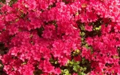Autumn Cheer Encore Azalea - 1 Gallon Pot 9 Autumn Cheer Encore Azalea - 1 Gallon Pot -Outdoor Garden Store Encore Azalea Cheer 1