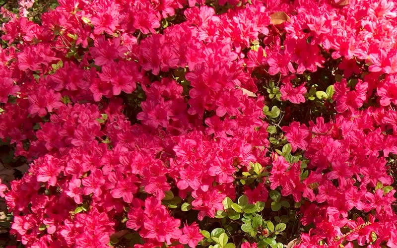Autumn Cheer Encore Azalea - 1 Gallon Pot 6 Autumn Cheer Encore Azalea - 1 Gallon Pot - Image 4