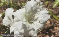 Autumn Moonlight Encore Azalea - 1 Gallon Pot 9 Autumn Moonlight Encore Azalea - 1 Gallon Pot -Outdoor Garden Store Encore Azalea Moonlight 5