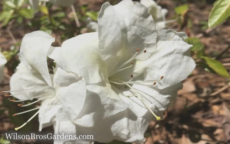Autumn Moonlight Encore Azalea - 1 Gallon Pot 6 Autumn Moonlight Encore Azalea - 1 Gallon Pot - Image 4