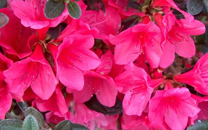 Autumn Ruby Encore Azalea - 1 Gallon Pot 6 Autumn Ruby Encore Azalea - 1 Gallon Pot - Image 4
