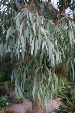 Angus Cold Hardy Eucalyptus Tree (Eucalyptus Nicholii) - 5 Gallon Pot 17 Angus Cold Hardy Eucalyptus Tree (Eucalyptus Nicholii) - 5 Gallon Pot -Outdoor Garden Store Eucalyptus Angus 15 1
