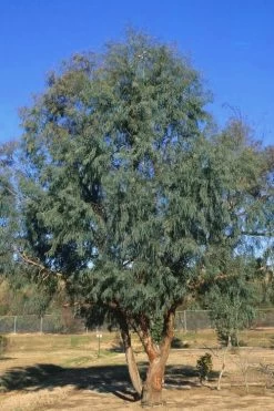Angus Cold Hardy Eucalyptus Tree (Eucalyptus Nicholii) - 5 Gallon Pot 13 Angus Cold Hardy Eucalyptus Tree (Eucalyptus Nicholii) - 5 Gallon Pot -Outdoor Garden Store Eucalyptus Angus 17 1