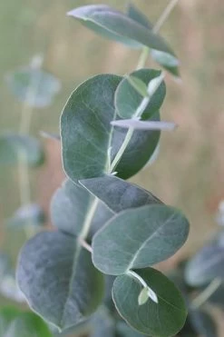 Big O Cold Hardy Eucalyptus Tree (Eucalyptus Neglecta) - 1 Gallon Pot -Outdoor Garden Store Eucalyptus Big O 3 500x750 7