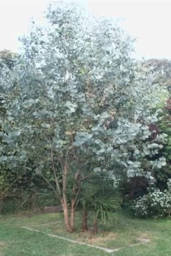 Big O Cold Hardy Eucalyptus Tree (Eucalyptus Neglecta) - 5 Gallon Pot (5-6') 13 Big O Cold Hardy Eucalyptus Tree (Eucalyptus Neglecta) - 5 Gallon Pot (5-6') -Outdoor Garden Store Eucalyptus Big O 5 500x750 6