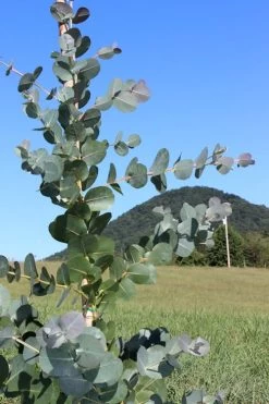 Big O Cold Hardy Eucalyptus Tree (Eucalyptus Neglecta) - 2 Gallon Pot 15 Big O Cold Hardy Eucalyptus Tree (Eucalyptus Neglecta) - 2 Gallon Pot -Outdoor Garden Store Eucalyptus Big O Cold 2 500x750 2