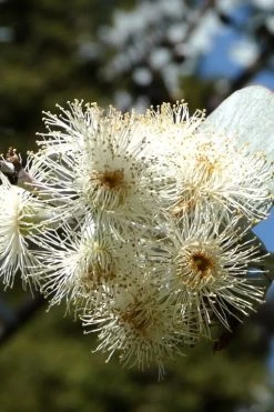 Bluey Cold Hardy Eucalyptus Tree (Eucalyptus Pulverulenta) - 3 Gallon Pot 18 Bluey Cold Hardy Eucalyptus Tree (Eucalyptus Pulverulenta) - 3 Gallon Pot -Outdoor Garden Store Eucalyptus Bluey 6 3