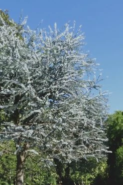 Bluey Cold Hardy Eucalyptus Tree (Eucalyptus Pulverulenta) - Quart Pot 16 Bluey Cold Hardy Eucalyptus Tree (Eucalyptus Pulverulenta) - Quart Pot -Outdoor Garden Store Eucalyptus Bluey 7 1