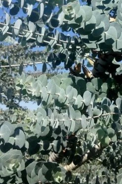 Bluey Cold Hardy Eucalyptus Tree (Eucalyptus Pulverulenta) - 1 Gallon Pot 15 Bluey Cold Hardy Eucalyptus Tree (Eucalyptus Pulverulenta) - 1 Gallon Pot -Outdoor Garden Store Eucalyptus Bluey 8 2