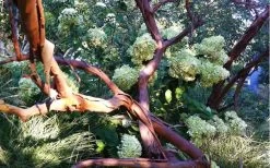 Funky Monkey Cold Hardy Eucalyptus Tree (Eucalyptus Parvula) - 3 Gallon Pot 13 Funky Monkey Cold Hardy Eucalyptus Tree (Eucalyptus Parvula) - 3 Gallon Pot -Outdoor Garden Store Eucalyptus Funky Monkey Branches 1