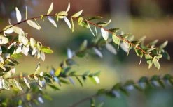 Funky Monkey Cold Hardy Eucalyptus Tree (Eucalyptus Parvula) - 1 Gallon Pot 14 Funky Monkey Cold Hardy Eucalyptus Tree (Eucalyptus Parvula) - 1 Gallon Pot -Outdoor Garden Store Eucalyptus Funky Monkey Leaves 2