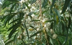 Funky Monkey Cold Hardy Eucalyptus Tree (Eucalyptus Parvula) - 6 Pack Of 1 Gallon Pots 12 Funky Monkey Cold Hardy Eucalyptus Tree (Eucalyptus Parvula) - 6 Pack Of 1 Gallon Pots -Outdoor Garden Store Eucalyptus Funky Monkey Leaves Mature 3