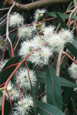 Jersey Girl Cold Hardy Eucalyptus Tree (Eucalyptus Macarthurii) - 6 Pack Of 1 Gallon Pots 20 Jersey Girl Cold Hardy Eucalyptus Tree (Eucalyptus Macarthurii) - 6 Pack Of 1 Gallon Pots -Outdoor Garden Store Eucalyptus Jersey Girl 1 1