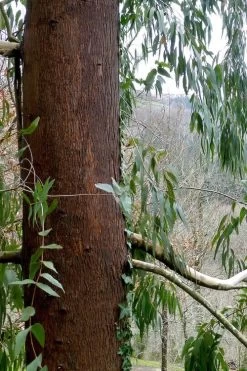 Jersey Girl Cold Hardy Eucalyptus Tree (Eucalyptus Macarthurii) - 3 Quart Pot 19 Jersey Girl Cold Hardy Eucalyptus Tree (Eucalyptus Macarthurii) - 3 Quart Pot -Outdoor Garden Store Eucalyptus Jersey Girl 2