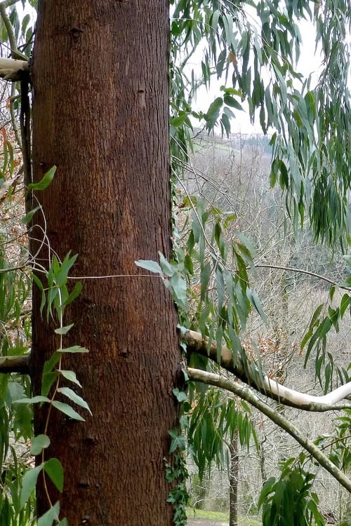 Jersey Girl Cold Hardy Eucalyptus Tree (Eucalyptus Macarthurii) - Quart Pot 10 Jersey Girl Cold Hardy Eucalyptus Tree (Eucalyptus Macarthurii) - Quart Pot - Image 8