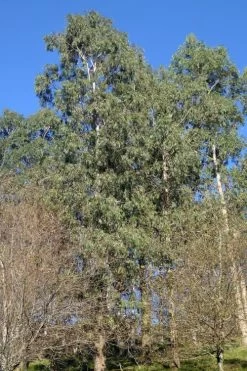 Jersey Girl Cold Hardy Eucalyptus Tree (Eucalyptus Macarthurii) - Quart Pot 15 Jersey Girl Cold Hardy Eucalyptus Tree (Eucalyptus Macarthurii) - Quart Pot -Outdoor Garden Store Eucalyptus Jersey Girl 3 4