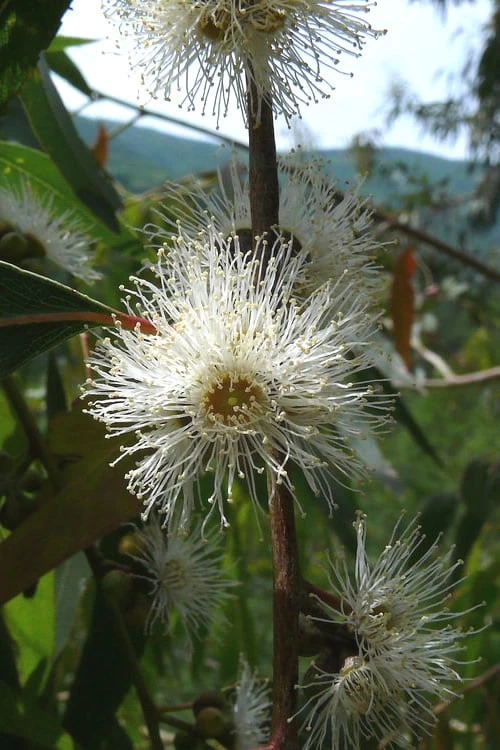 Jersey Girl Cold Hardy Eucalyptus Tree (Eucalyptus Macarthurii) - 6 Pack Of 1 Gallon Pots 8 Jersey Girl Cold Hardy Eucalyptus Tree (Eucalyptus Macarthurii) - 6 Pack Of 1 Gallon Pots - Image 6